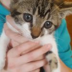 Kitten adopt
