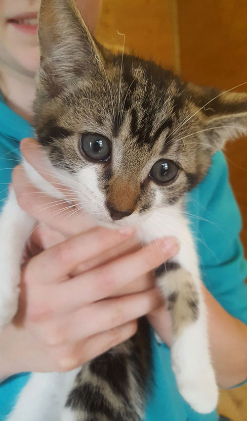 Kitten adopt