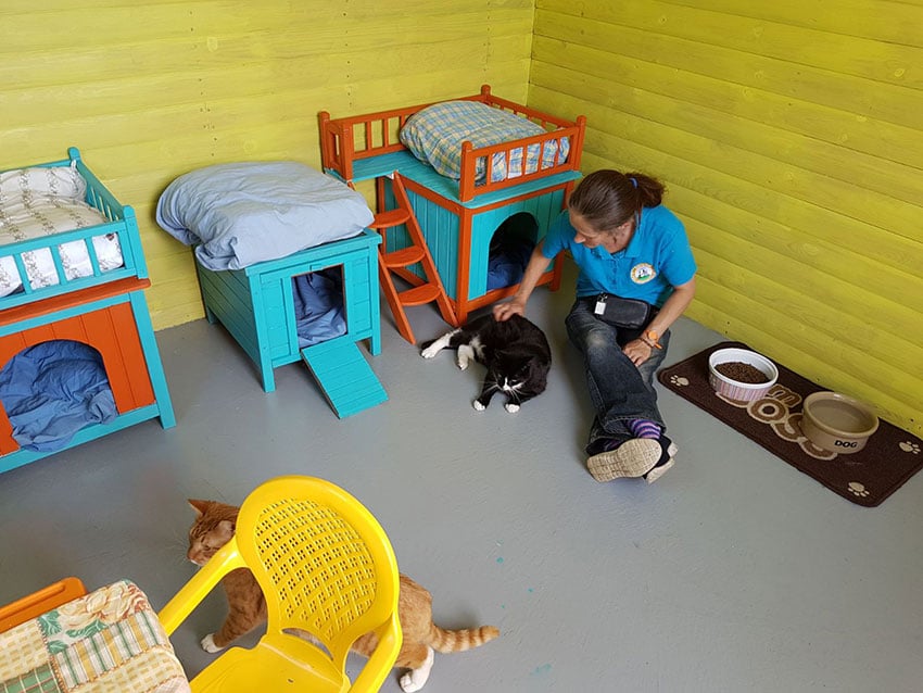 Kate in the Cat Cabin with the cats