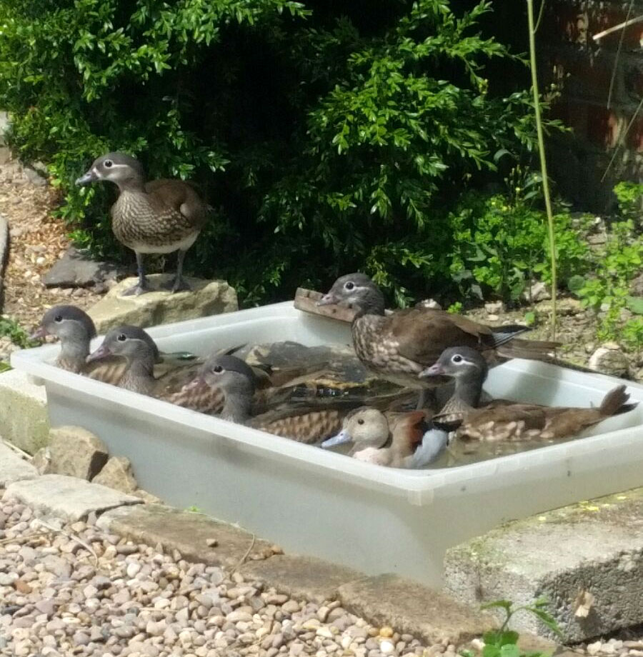 Mandarin Ducks Swimming at the Animal Sanctuary