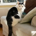 Oscar Lost Cat Chesterfield