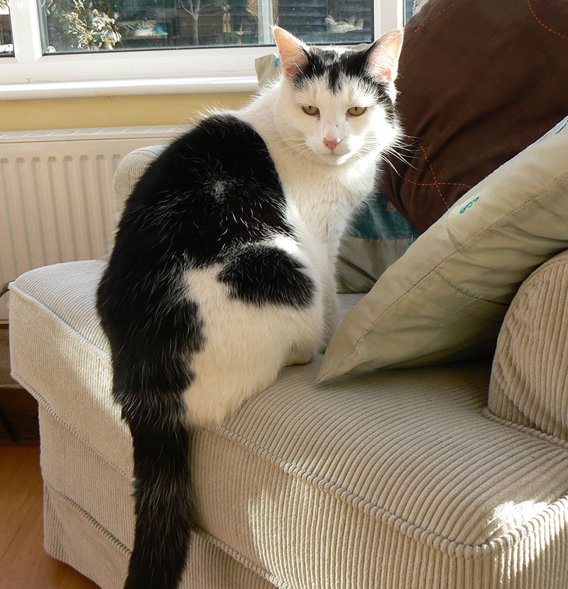 Oscar Lost Cat Chesterfield