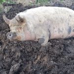 Polly Pig in muck