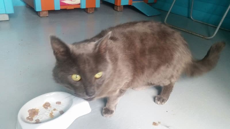 Rackham Cat Rescue at the Sanctuary