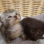 Rescued Kittens