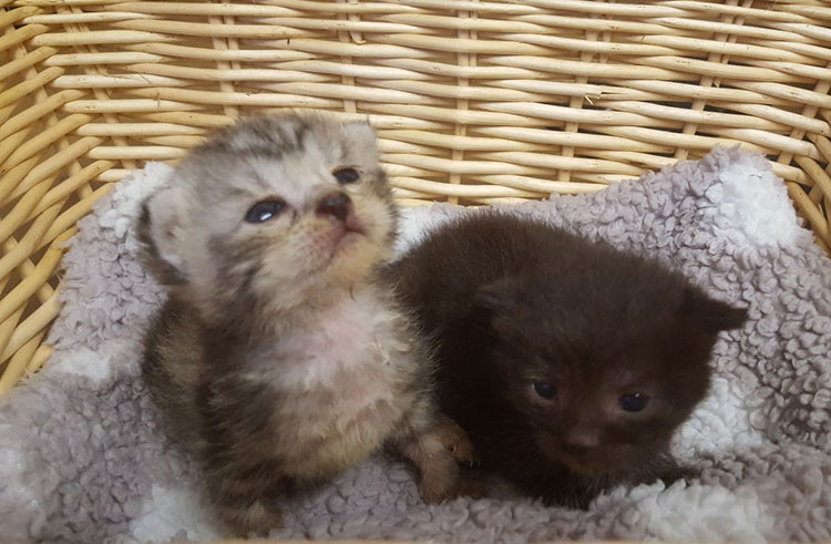 Rescued Kittens