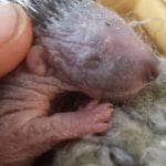 Tiny Hoglet in hedgehog hospital