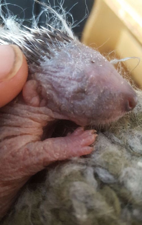 Tiny Hoglet in hedgehog hospital