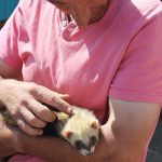 Volunteer with rescued ferret