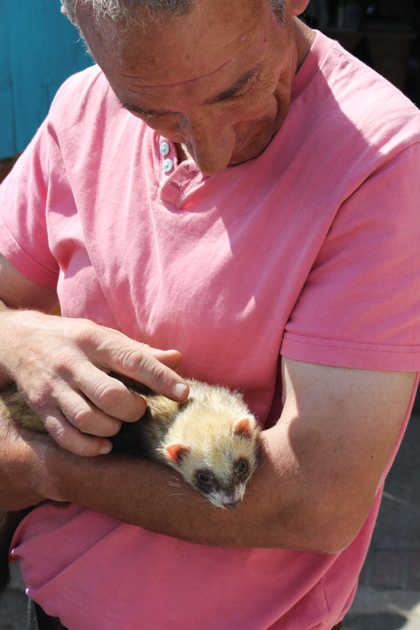 Volunteer with rescued ferret
