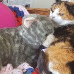 Tortie should have gone to specsavers