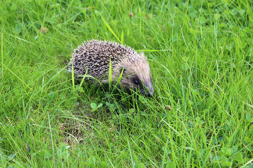 Hedgehog out in daytime