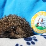 Hedgehog tick problem