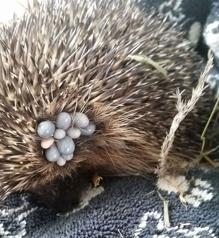 hedgehog ticks