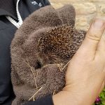 wildlife rescue