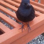 Perry the blackbird