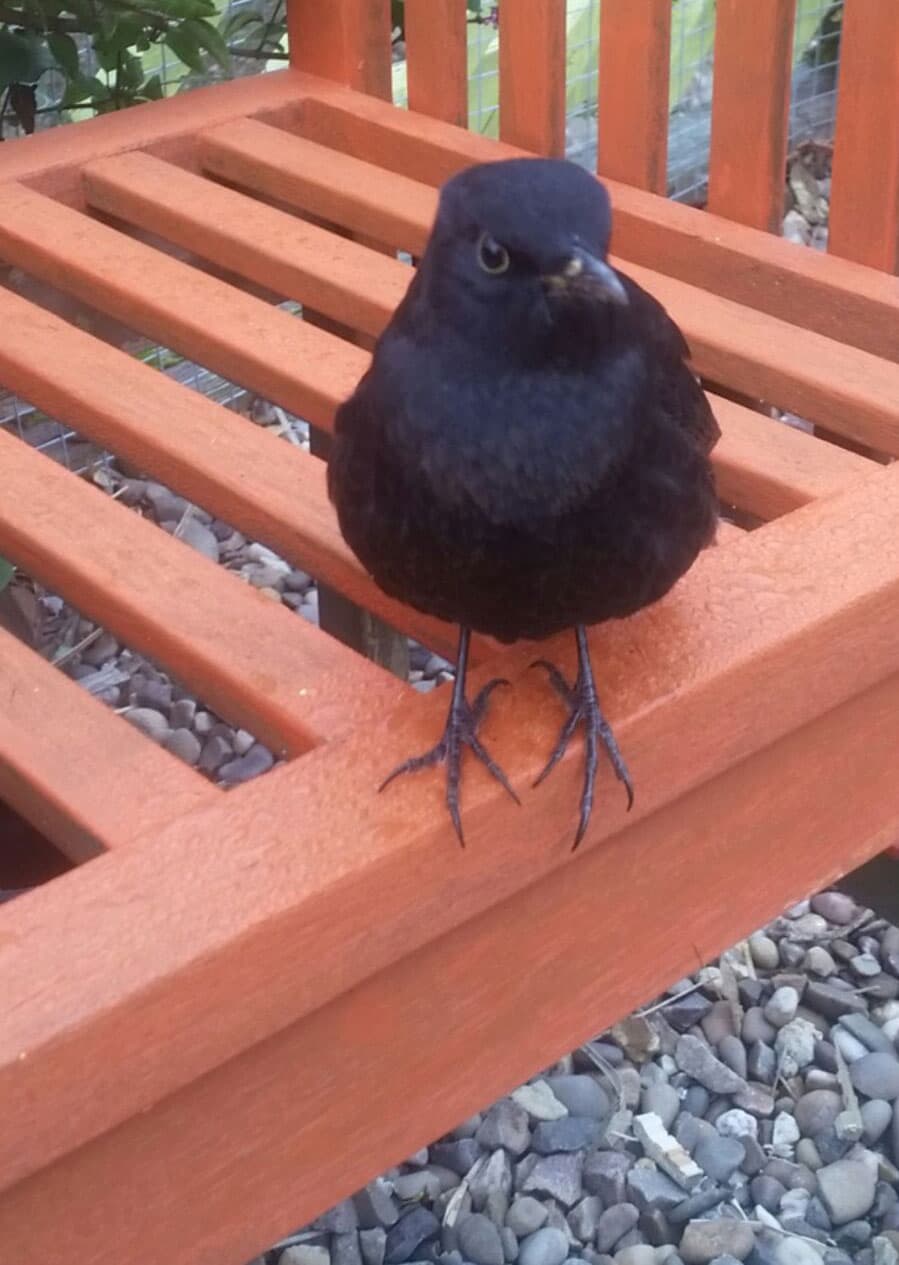 The Adventures of Perry The Blackbird Pet Samaritans