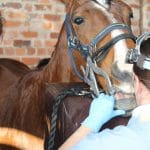 horse dentist