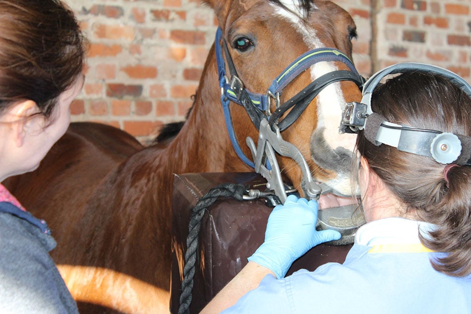 horse dentist