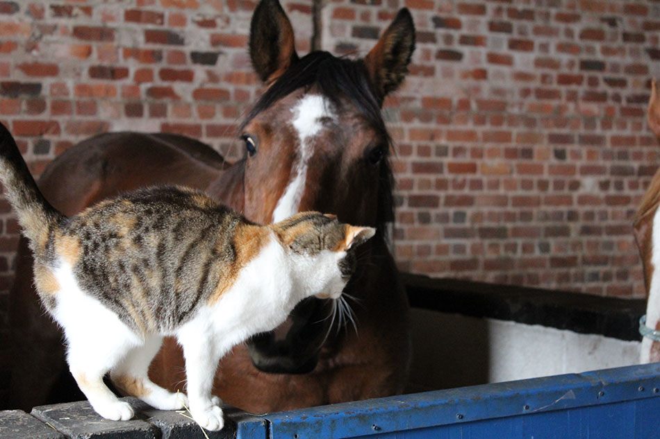 horses with cat at sanctuary