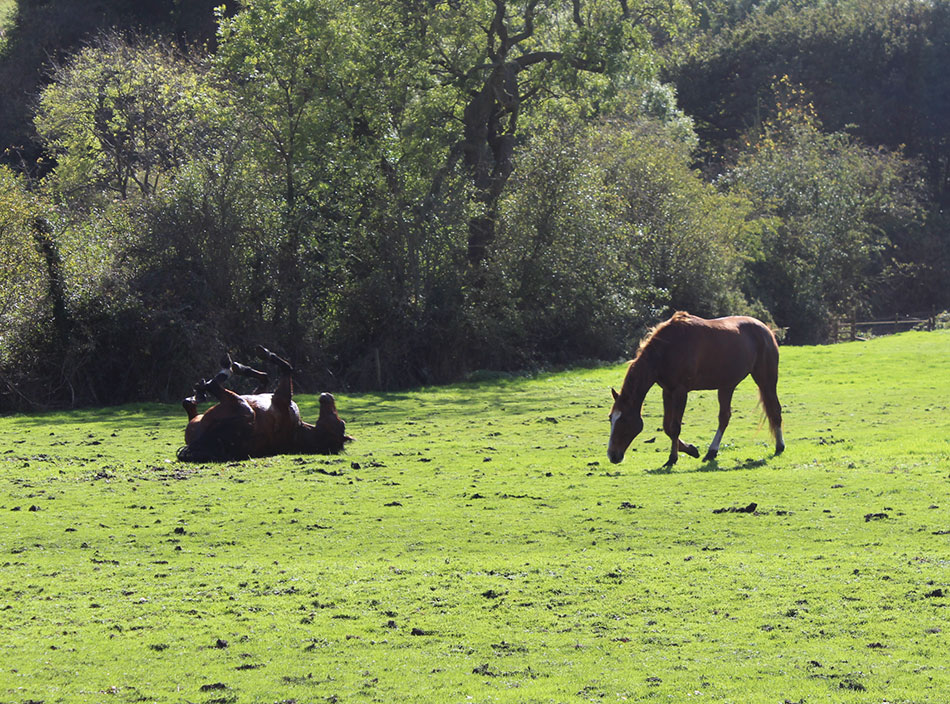 oscar and fidilin horses