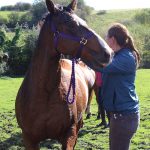 rescued horses at the sanctuary