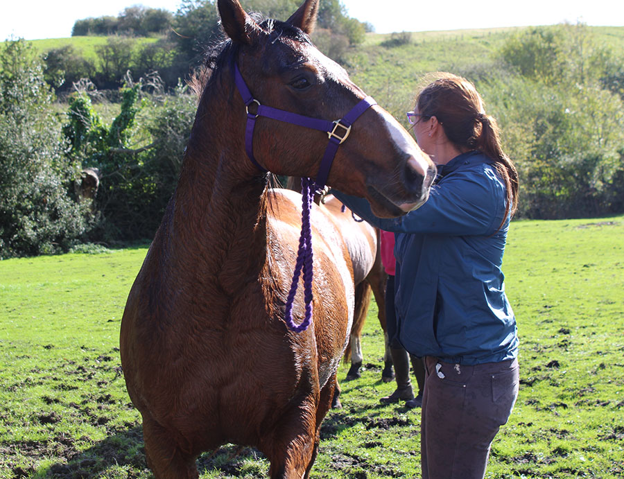 rescued horses at the sanctuary