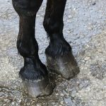 overgrown horses feet