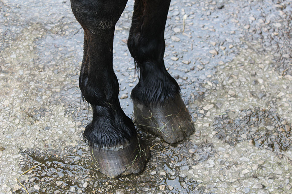 overgrown horses feet