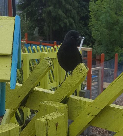 The Adventures of Perry The Blackbird Pet Samaritans