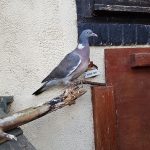 Injured pigeon at the sanctuary