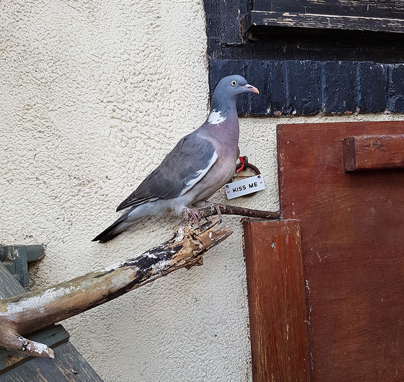 Injured pigeon at the sanctuary