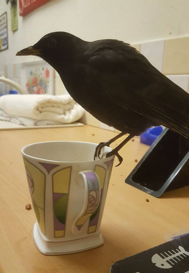 Perry the blackbird on a cup of tea