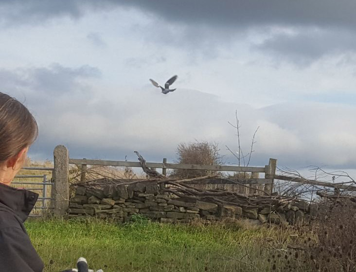 Happy pigeon flying free