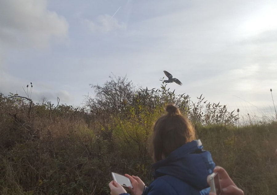 Pigeons back to health and released back into the wild