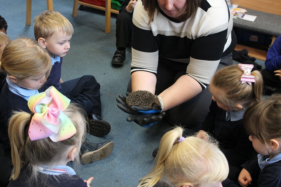 Hedgehogs at school