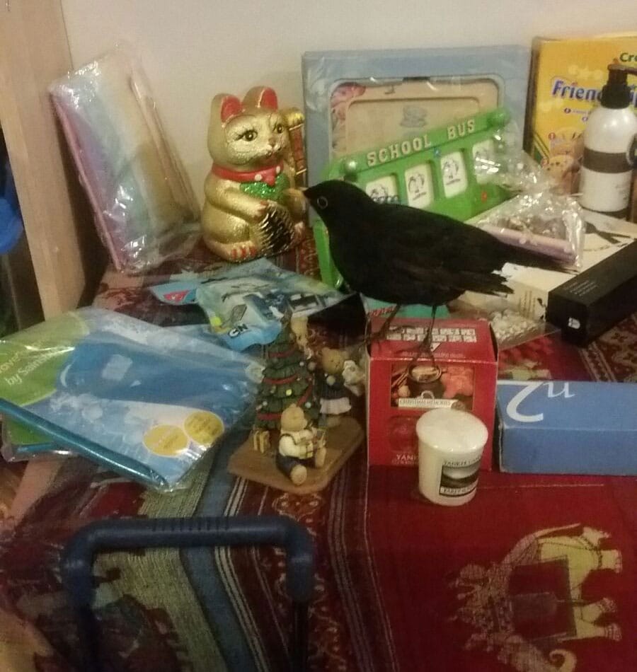 Perry the blackbird at the Tombola