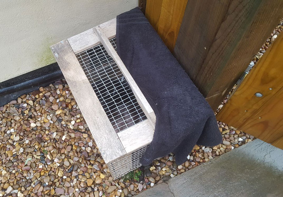 Cats dumped at Sanctuary