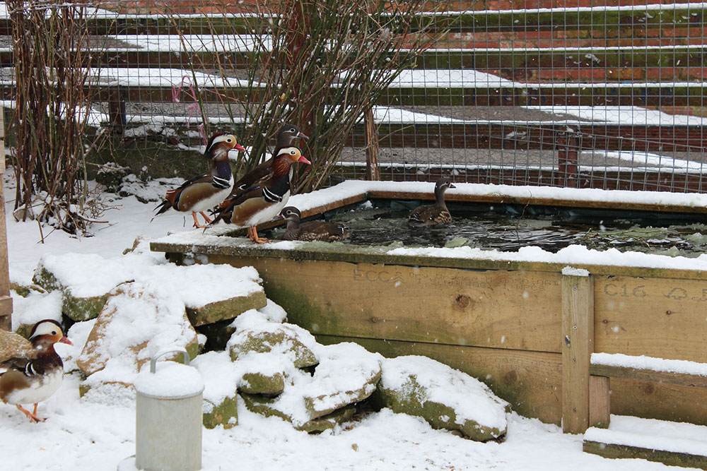 Ducks love the snow