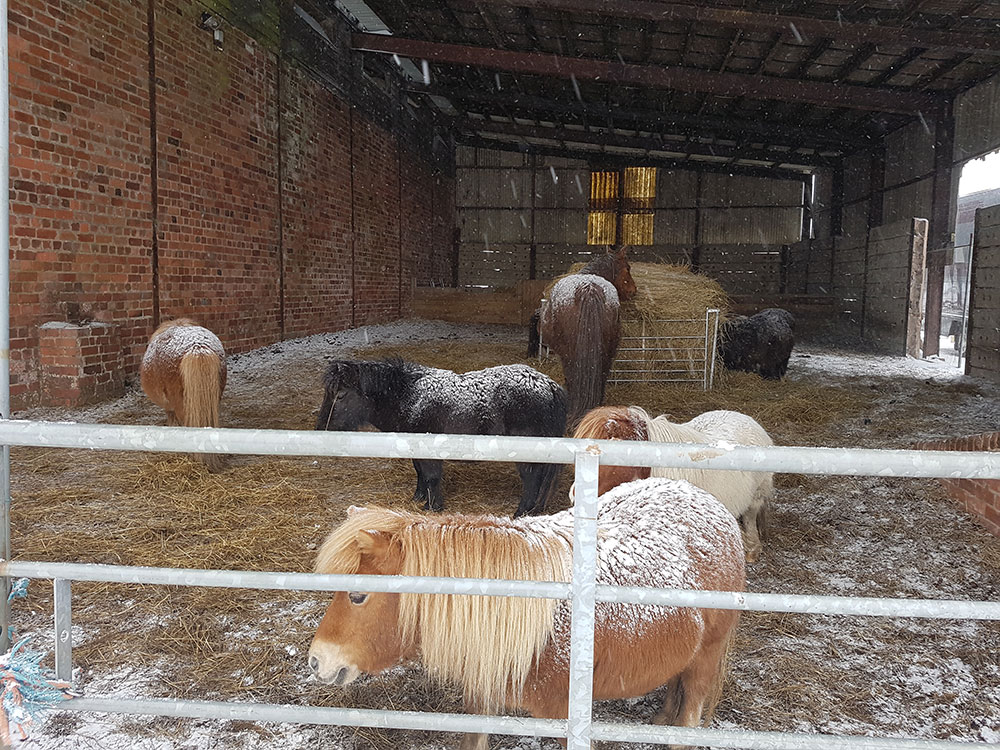 Little ponies snowed in