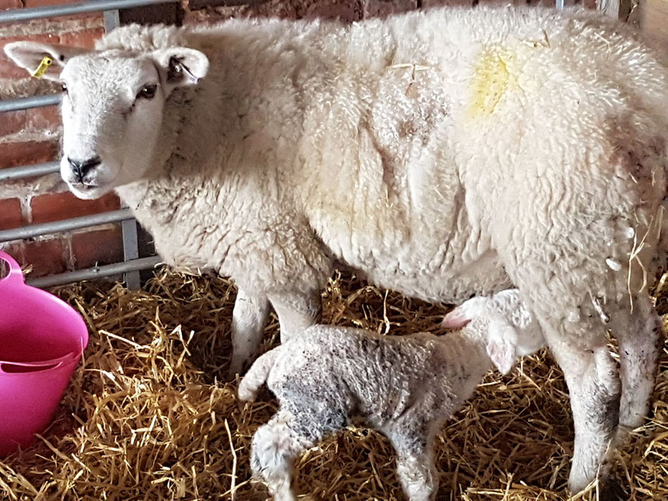 Sheep with lamb keeping warm from snow blizzard