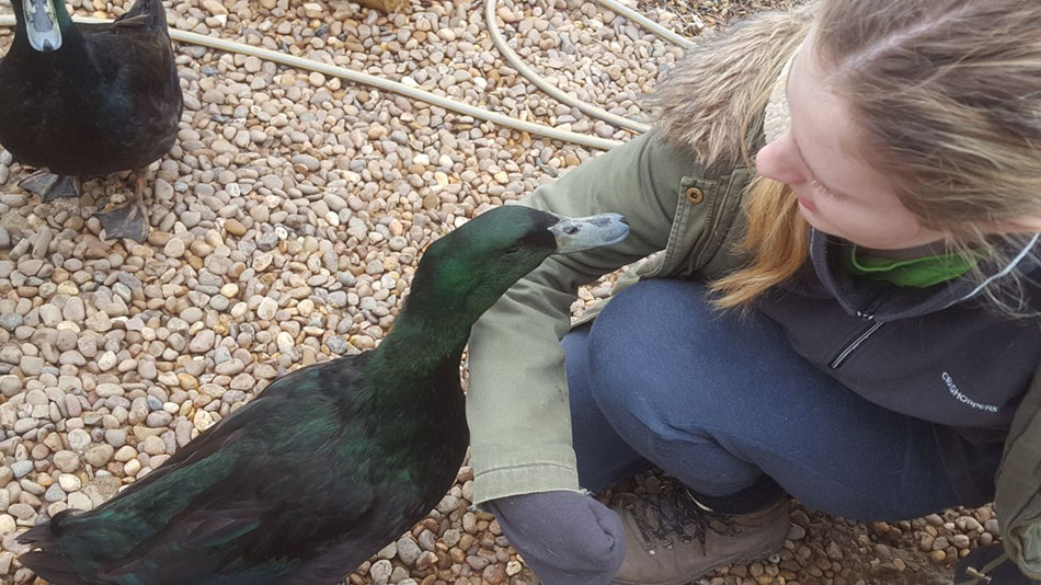 Ducks at the sanctuary