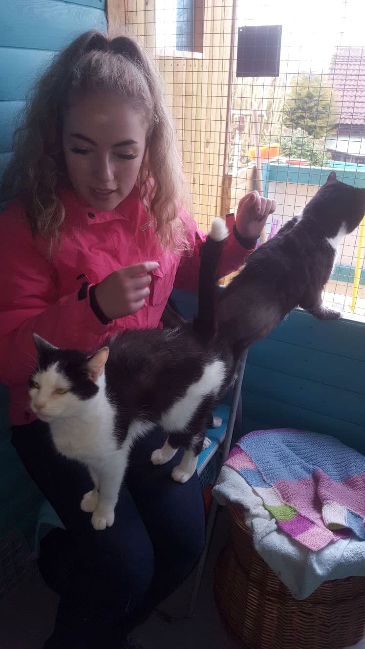 itchy and scratchy cats