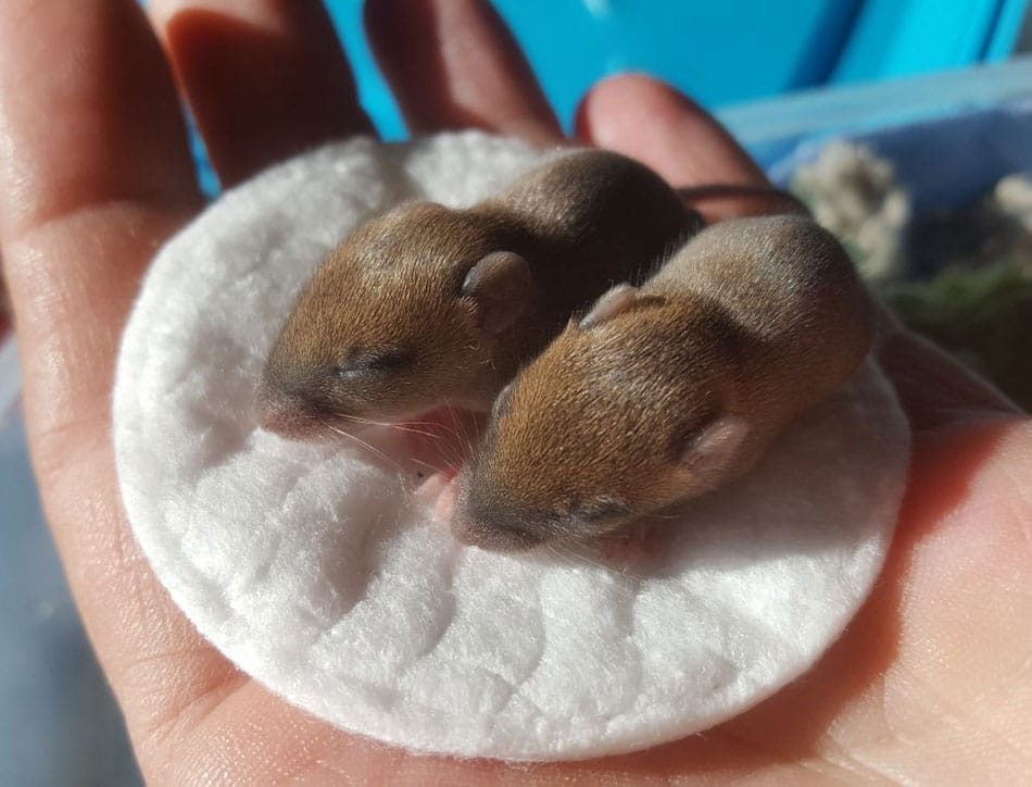 little mice
