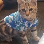 Lucky rabbit hutch cats