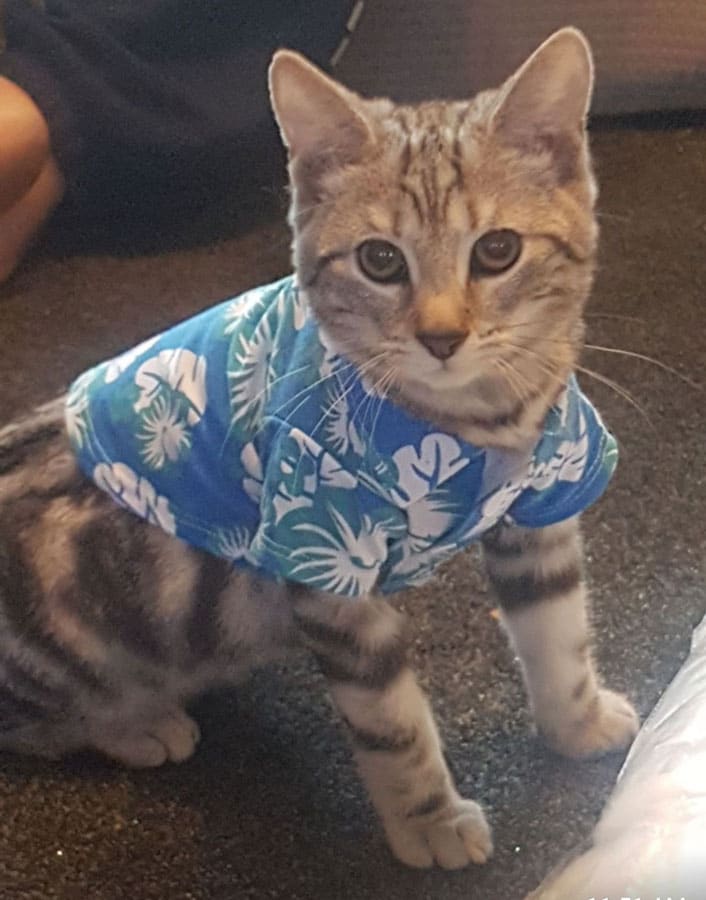 Lucky rabbit hutch cats