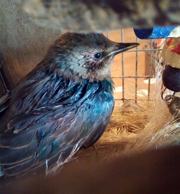 Bird at animal sanctuary