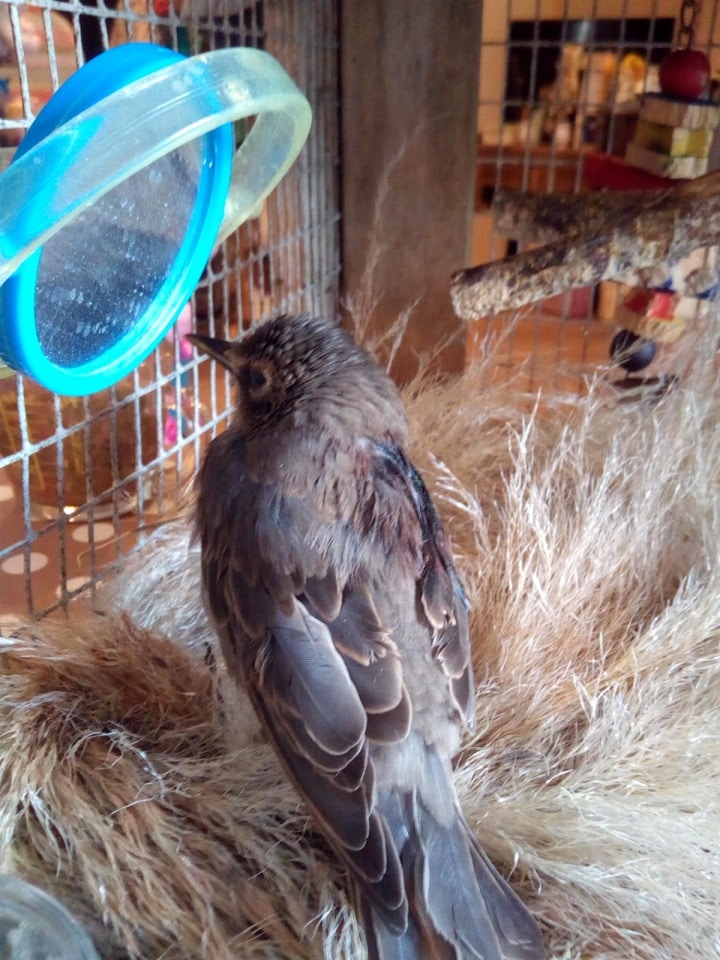 bird recovering at sanctuary