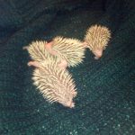 little baby hedgehogs