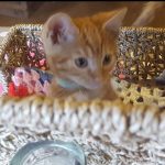 Kittens available for adoption